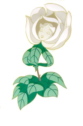 File:White rose cel blog.jpg