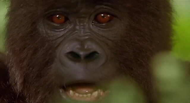 File:Mighty-joe-young-disneyscreencaps.com-89.jpg