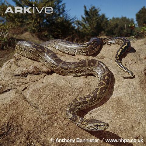 File:African Rock Python.jpg