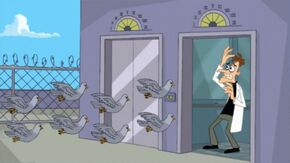 Pigeons Doof.jpg
