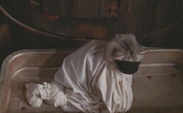 File:Thatdarncat9712.jpg