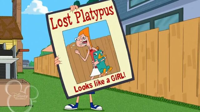File:Lost Platypus.jpg