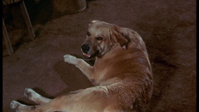 File:Old Yeller pic. 4.jpg