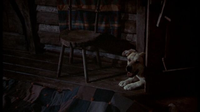 File:Old Yeller pic. 19.jpg