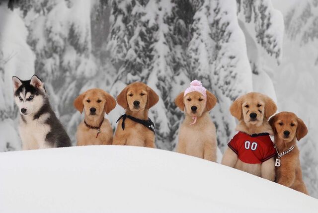File:Snow-Buddies-the-snow-buddies-club-31198314-960-643.jpg
