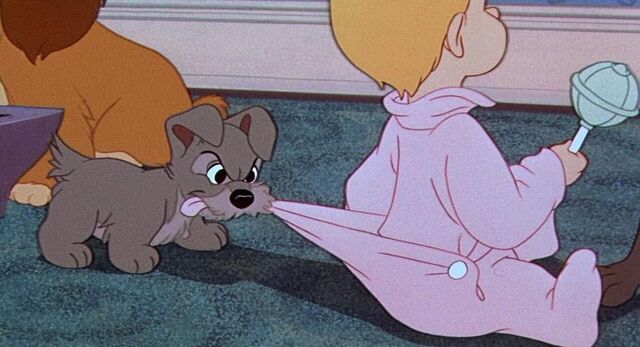 File:Scamp 1.jpg