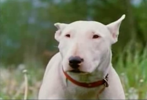 What Kind Of Dog Is Scud In Toy Story What Kind Of Dog Is Scud In Toy Story