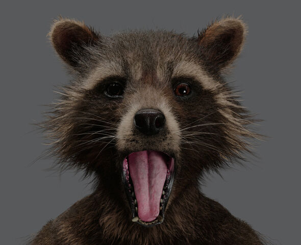 File:Rockets Face 02.jpg