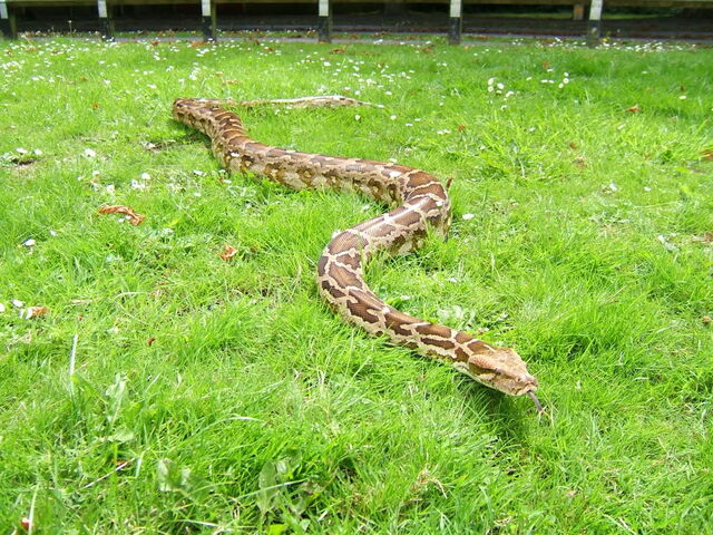 File:Indian Python.jpg