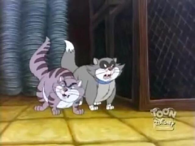 File:Pintscats20.jpg