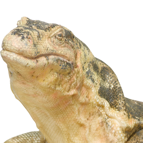 File:Mrs Kipling Headshot.png