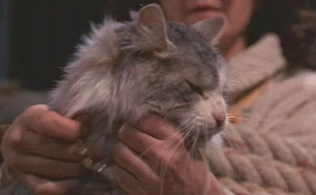 File:Thatdarncat9706.jpg