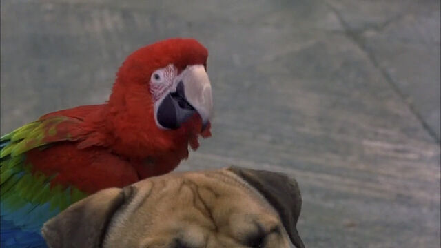 File:102-dalmatians-disneyscreencaps com-4295.jpg