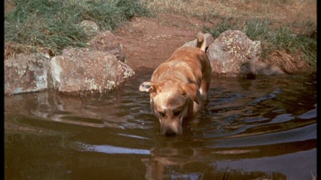 File:Old Yeller Drinking.jpg