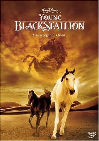 File:Young Black Stallion.jpg
