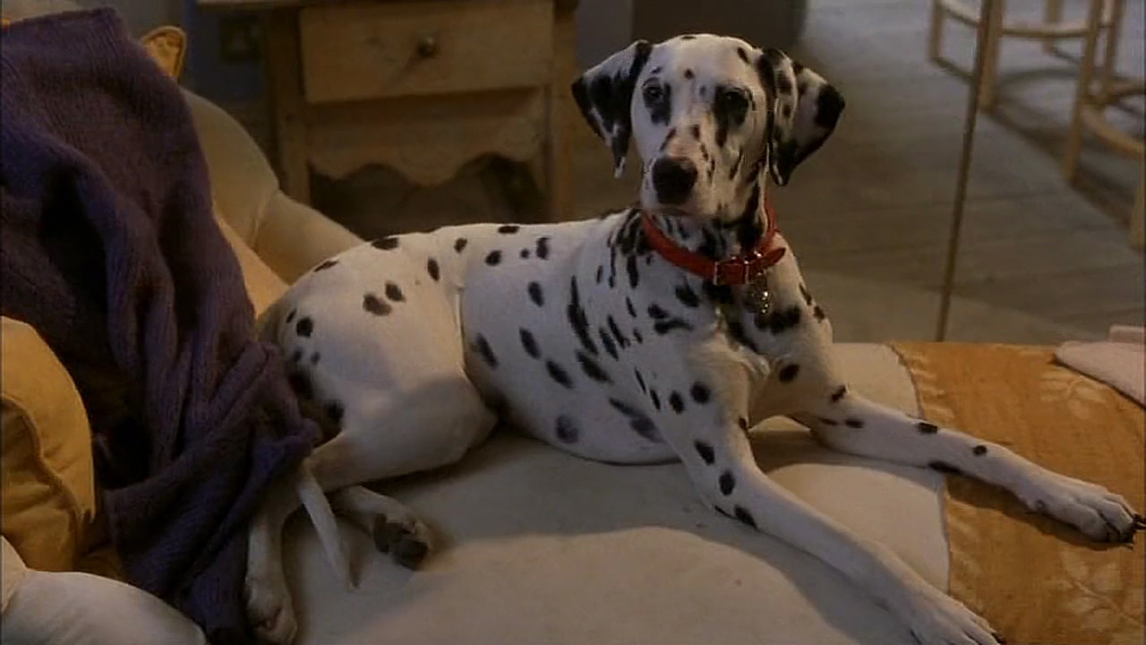 Dottie (102 Dalmatians) | Disney Wiki | FANDOM powered by Wikia