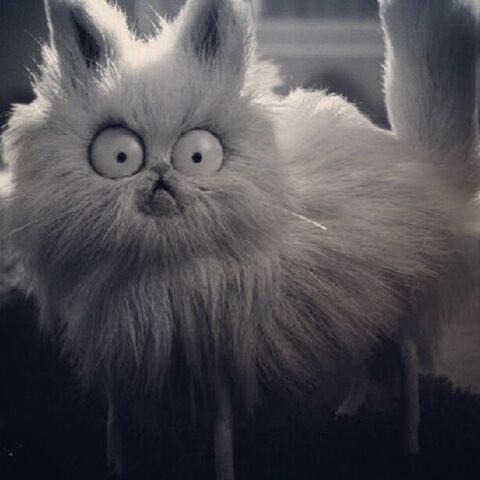 File:Mr Whiskers.jpg