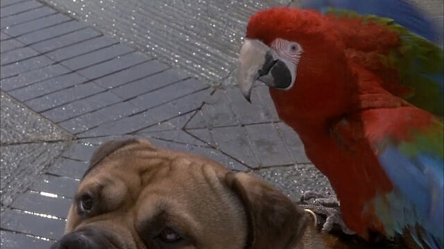 File:102-dalmatians-disneyscreencaps com-3902.jpg