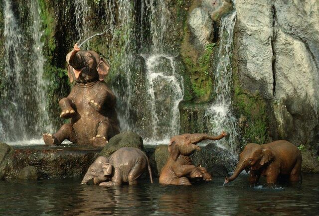 File:Jungle cruise elephants.jpg