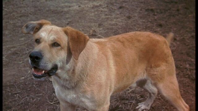 File:Spike as Old Yeller.jpg