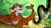 O-SHERE-KHAN-570