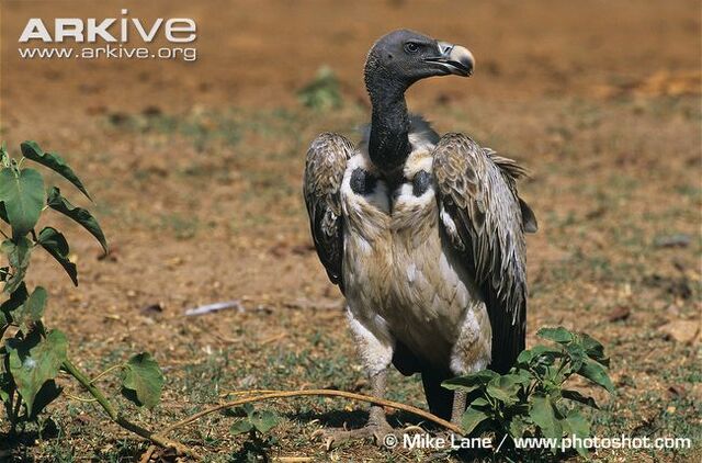 File:Indian Vulture.jpg