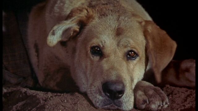 File:Old Yeller pic. 32.jpg