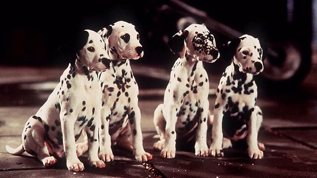 File:Dalmatian-Puppies-1996-3.jpg