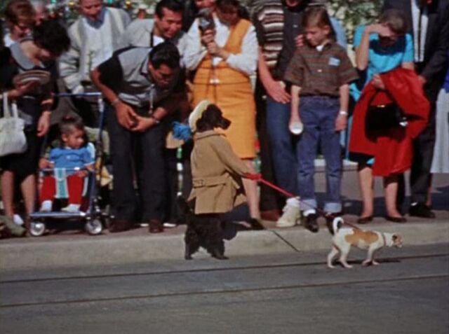 File:Dog leading a dog.jpg