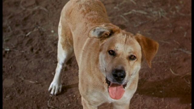 File:Old Yeller pic. 26.jpg