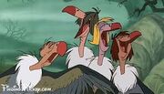 Jb vultures