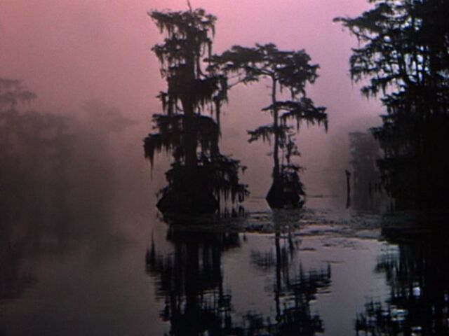 File:Everglades swamp.jpg