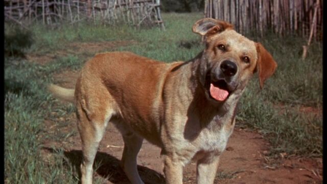File:Old Yeller pic. 2.jpg