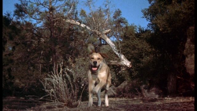 File:Old Yeller pic. 23.jpg