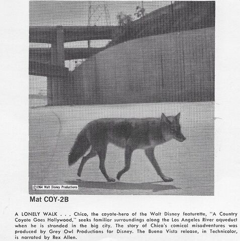 File:A Country Coyote Goes Hollywood print ad 2.jpg