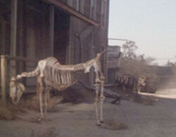 Ghosthorse