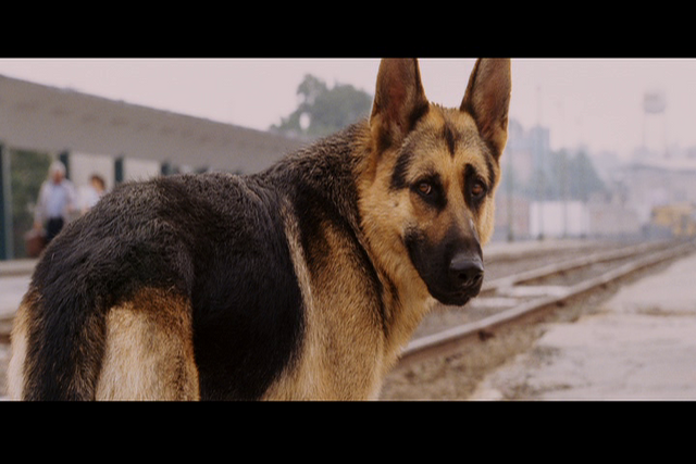Tiedosto:Delgado (Beverly Hills Chihuahua).png