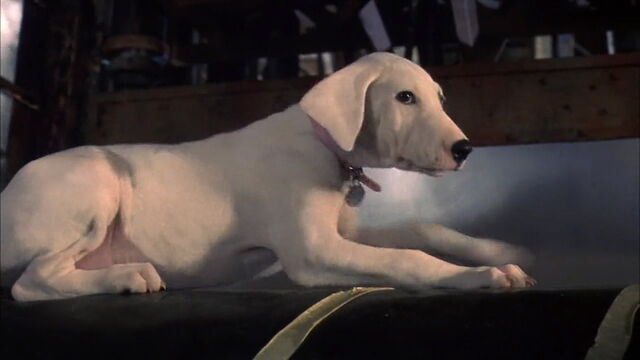 File:102-dalmatians-disneyscreencaps.com-9918.jpg