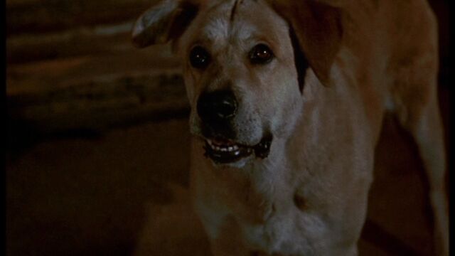 File:Old Yeller pic. 10.jpg