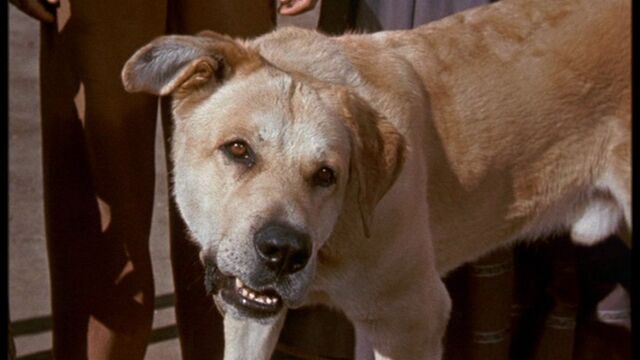 File:Old Yeller pic. 29.jpg