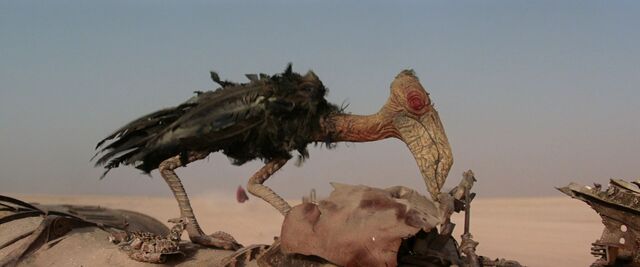 File:Jakku Bird.jpg
