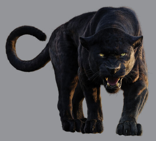 File:Bagheera 1.jpg