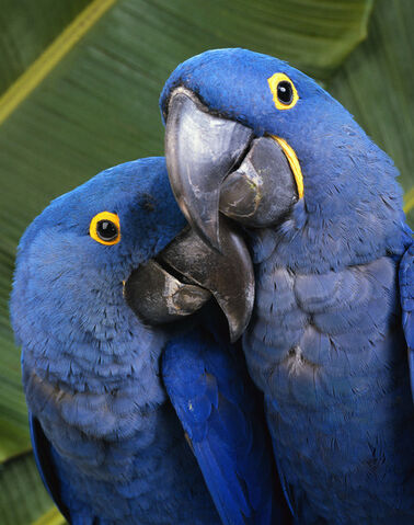 File:Copy of 20130807184717!Parrot05.jpeg
