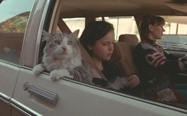 File:Thatdarncat9702.jpg