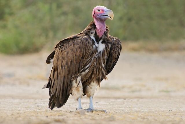 File:V-Lappet-faced-vulture.jpg.838x0 q80.jpg