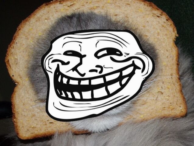 File:Breadcatroll.jpg