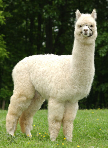 File:Alpaca.jpg