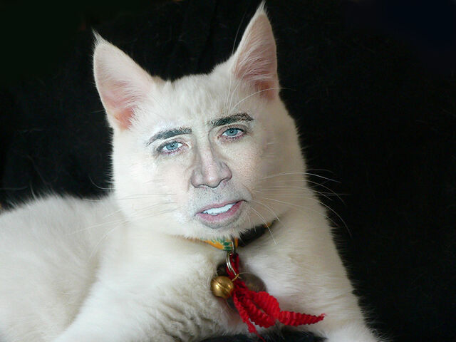 File:NicholasCagecatform zpsde4252eb.jpg