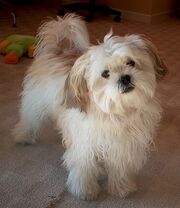 Sandy The Dog