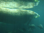 Manatee at Homosassa Springs